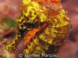 Seahorse, Saba Island by Abimael Márquez 